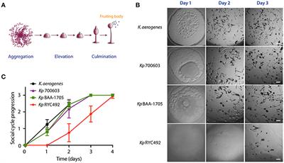 Evaluating Different Virulence Traits of Klebsiella pneumoniae Using Dictyostelium discoideum and Zebrafish Larvae as Host Models